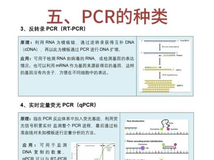 你们说PCR不会做,所以我就替你们整理了 一、原理(小重点
1、基本原理
2、体内DNA复制和PCR的比较
二、PCR的过程(小重点)
过程分析
三、PCR的结果
四、PCR技术拓展
1、利用引物诱变DNA分子
2、利用引物添加酶切位点
3、利用PCR检测目的基因
五、PCR的种类
1、重叠延伸PCR
2、不对称PCR
3、反转录PCR(RT-PCR)
4、实时定量荧光PCR(qPCR)
5、反向PCR
六、PCR考点总结
PCR的引物设计和选择
-
希望这份汇总对大家有帮助
除了PCR,关于基因工程的所有内容
也有一个完整的体系,大概二十多页
需要的同学们可以自取
#高中生物 #基因工程 #PCR #高三生物 #高二生物
