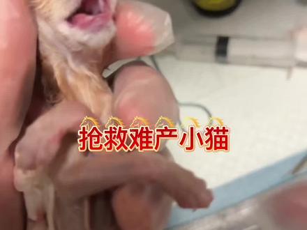 刚出生窒息的小猫怎么抢救,难产小猫急救#阿比西尼亚猫 #猫咪难产怎么办 #小猫抢救 #猫咪生产日记