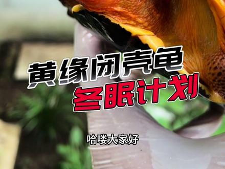 今年的养龟季快要结束了,大家准备好了吗?#萌宠 #宠萌 #龟龟🐢 #冬眠 #安徽黄缘闭壳龟