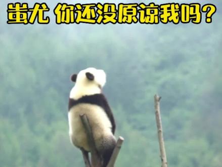 #大熊猫 :蚩尤,五千年了你还没原谅我吗?#国宝 #奇异动物召集令