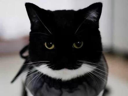 重新發佈//最詳細的臭貓科普//關於Jess你不知道的那些事 #臭猫 #猫咪 #萌宠出道计划 #猫咪的迷惑行为 #梗百科