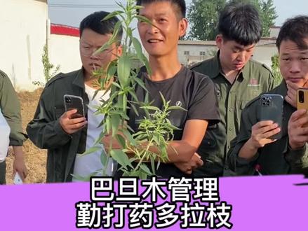 巴旦木幼树管理:勤打药多拉枝#三农 #农业 #心系三农服务三农 #支持三农扶持三农发展