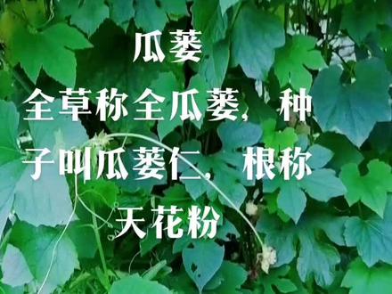 功效:
全瓜蒌:消热涤痰、宽胸散结、润燥滑肠
瓜蒌仁:润肺化痰、润肠通便
天花粉:清热生津、消肿排脓
全株都不可与乌头、附子同用
白龙埠农贸市场