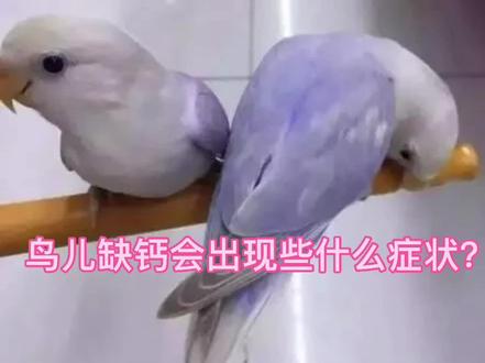 你家鸟子有出现以下这些问题吗?#鹦鹉🦜 #手养鹦鹉 #动物 #萌宠出道计划 #萌宠 #宠物