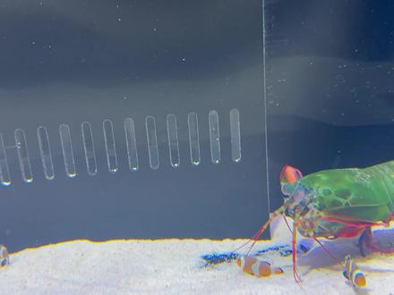 螳螂虾VS鲁伯特之泪#螳螂虾 #动物世界 #鲁伯特之泪