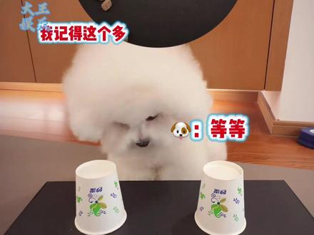 狗是真聪明,人是真的狗!#狗 #搞笑 #反转