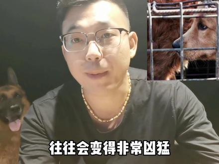 在凶猛的狗,经过狗贩子面前都会害怕,原因令人意外