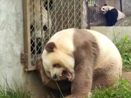 七仔咬阿宝耳朵#大熊猫七仔 #熊猫七仔咬阿宝的耳朵 #神奇动物在抖音 #大熊猫阿宝