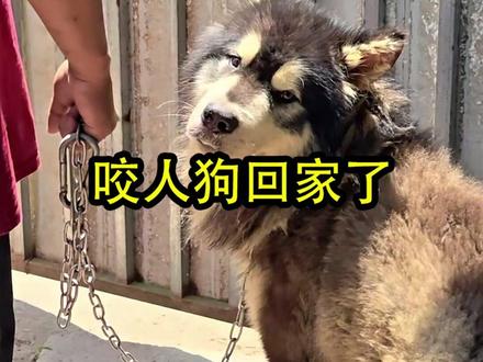 咬人的阿拉斯加回家了! #阿拉斯加 #养狗经验分享 #狗咬人事件