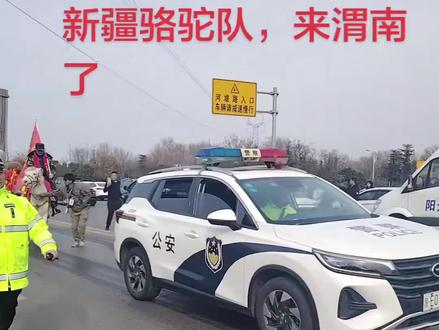 欢迎东天山新疆骆驼团过境渭南#出发啦