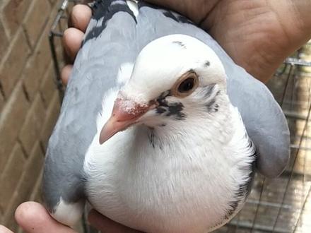 #养鸽人 #信鸽赛鸽 #鸽子 鸽子500公里归巢后会消耗大量的能量,归巢当天不能喂食,但是必须喂水,大枣配枸杞