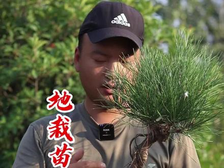地栽到上盆,是每颗素材华丽转身的开始#盆景 #黑松盆景 #黑松素材