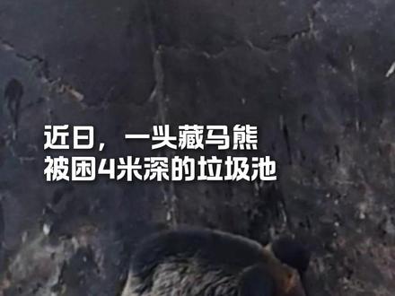 警民“手搓”救援梯,合力解救被困藏马熊 @甘孜警方 #解救动物