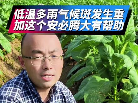 低温多雨烤烟气候斑发生重,如何科学防治及管理#拜耳丰收达人#拜耳靓可丰#安必腾#德来氨基酸镁#拜耳德来周