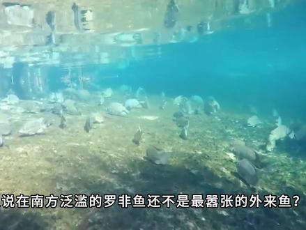 大口黑鲈侵入三峡水库,威胁性不输罗非鱼? #科普 #罗非鱼 #鲈鱼 #保护生态 #知识创作人