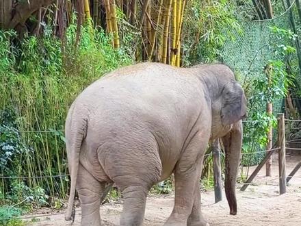 看看玛利亚停停走走3次后有没有吃到香蕉🍌平常一喊就停,这次是怎么了呢🤔#大象 #亚洲象 #亚洲象玛利亚 #长隆野生动物园