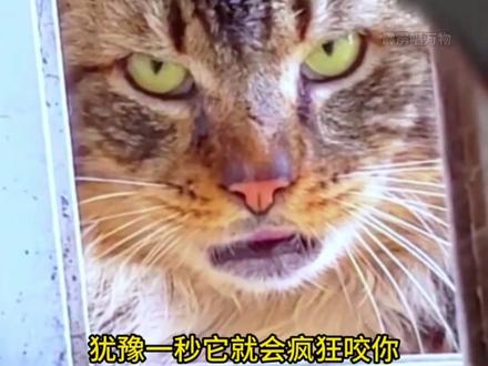 遇到这六种行为怪异的动物不要靠近,立马走,犹豫一秒它就咬你 #冷知识 #科普 #动物 #安全 #保命知识