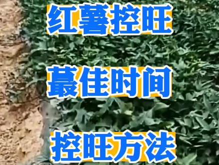 红薯茎叶生长过慢,会影响薯块的膨大红薯控旺的最佳时间及方法分享给大家#红薯种植 #红薯高产 #红薯高产种植
