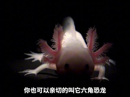 一个用蓝血守护人类,一个用再生启迪科学! #动物世界 #美西螈 #鲎试剂