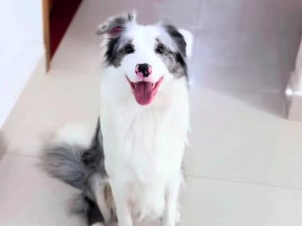 不要问这只小狗认不认识纸巾和萝卜,挑战一下边牧一镜到底能认识几样玩具~#萌宠 #边牧识物 #陨石边牧 #聪明的边牧