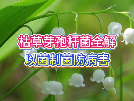 枯草芽孢杆菌全解 以菌制菌防病害 枯草芽孢杆菌怎么用!这条视频把它的防病原理、针对的真菌 / 细菌性病害讲透!用好它防根腐、防重茬,助力作物健康生长,生态种植更轻松~#枯草芽孢杆菌 #微生物菌剂 #防病增产 #枯草