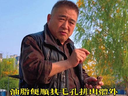 很多人都出手汗,手汗大适合把鹌鹑吗?#斗鹌鹑 #三农 #传统文化 #原创 #知识分享 @德胜鹌鹑严选社