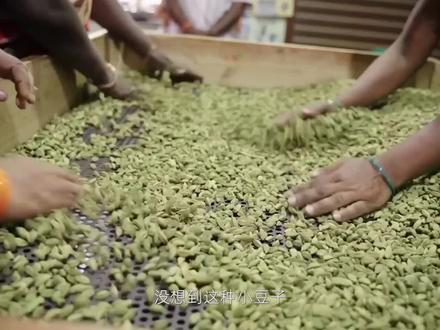 豆蔻种植:印度香料皇后,绿豆蔻,却让吃不起饭的印度人,年入百万!#绿豆蔻 #来抖音学农技
