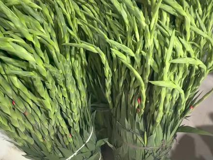 剑兰作为年宵花特别合适!花期超长!大概能养20多天,而且寓意特别好,因为它是从下往上开花。寓意着节节高升!