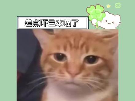 当猫主人在猫猫脚下放了张视觉深渊地毯... #猫咪 #搞笑 #万万没想到 #铲屎官