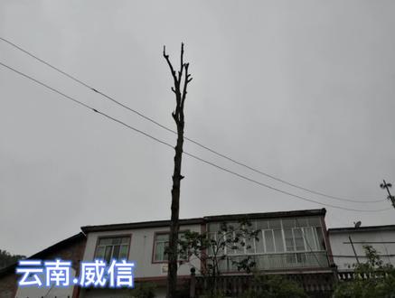 本以为只是剃几根树枝,没想到有严重后果...