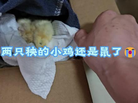 垃圾桶捡小鸡后续,两只弱的还是没挺过来,有什么应急取暖措施呀 #流浪小鸡 #捡到小鸡 #小鸡救助 #小鸡 #城市养鸡