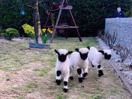 “快乐的小羊蹦蹦跳跳~” #萌到爆炸了💥 #小羊羔 #这也太萌了