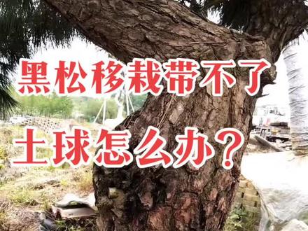 黑松移栽带不了土球怎么办?来一起看看吧。#移栽#黑松 #我要上热门