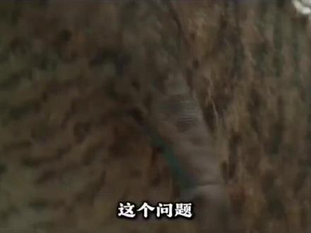 #恐龙 #科普冷知识 #未解之谜纪录片 恐龙前肢短小之用途,