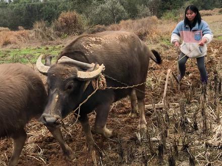 没想到牛耕田这么简单,哈哈哈哈哈哈哈哈