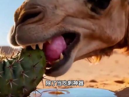骆驼嘴里吐出的粉色“肉球”,是肿瘤还是它的胃?有何特殊作用?#科普 #科普一下 #科普知识 #科普达人 #创作者扶持计划
