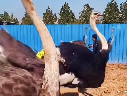 来看看怎么抓鸵鸟,你知道为啥要拔毛吗?#鸵鸟 #鸵小美 #鸵鸟毛 #三农养殖