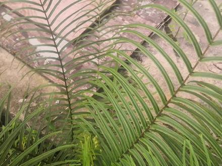 蜈蚣草(内容仅供参考)#植物 #植物科普 #植物百科 #植物园 #植物医生