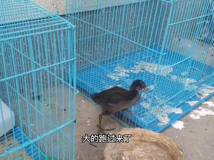 昨天拿到沼泽地去放生的水鸡,今天竟然自己跑回来了,太意外了