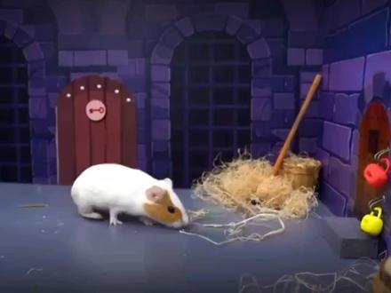 小仓鼠大冒险:挑战逃脱最高安全级别监狱,仓鼠能开启自由之门 #小仓鼠大冒险 #搞笑 #萌宠出道计划 #仓鼠 #动物圈