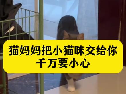猫妈妈把小猫咪交给你,千万要小心。猫咪#养猫人 #养猫新手#养猫经验分享