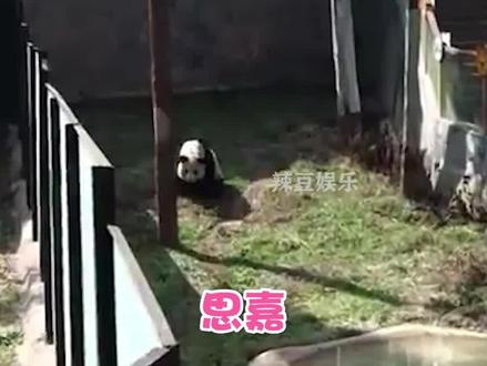 干妈一声呼唤,思嘉飞奔而来,微笑公主和干妈阮德慈的双向奔赴有多感人?#大熊猫思嘉 #热门 #国宝#治愈#娱乐