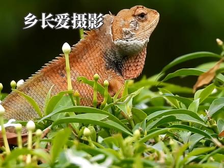 #来抖音玩户外 尼康P950户外实拍