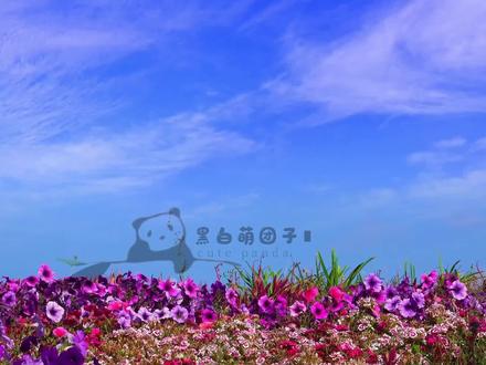 《大熊猫怀念系列》之吉妮,27岁去世,哥哥是永明,爸爸是良良 #大熊猫 #国宝不愧是国宝 #动物园里有什么