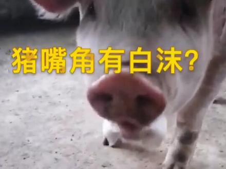 猪嘴角有白沫?说明你的猪寄生虫很严重哦!#养猪 #养猪人