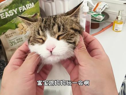 切!就家里这阵容,还用担心没人陪我玩吗 #猫狗双全 #养宠物的快乐就这么简单 #不养猫狗不知道养猫狗的乐趣
