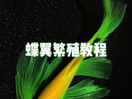 蝶翼斑马繁殖教程
#古法养鱼 #生态缸