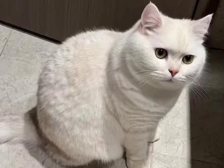 ai美美桑内对口型唱歌教程 #AI美美桑内 #美美嗓内 #美美桑内 #猫咪美美桑内