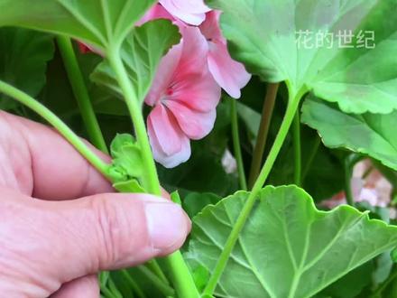 教你怎么扦插天竺葵#天竺葵扦插#花卉绿植 #分享养花经验 #养花小知识 #爱生活爱养花