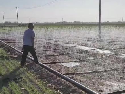 微喷带安装方法及一些细节分享#厂家直发品质保证 #抖音助农 #农民好帮手 #支持三农扶持三农发展 #节水灌溉